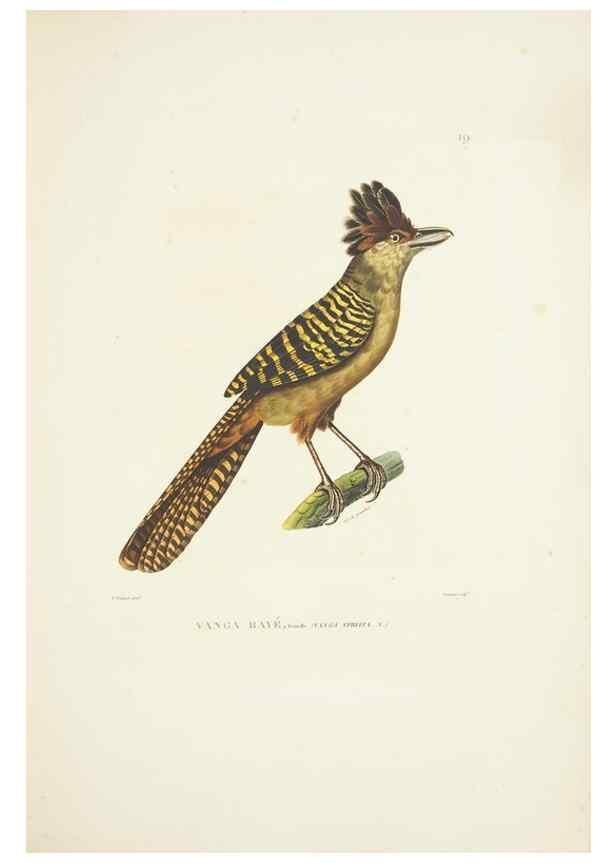 Reproducción/Reproduction 9006897684: Voyage autour du monde :. Paris :Pillet, Aine, Imprimerie royale,1824.