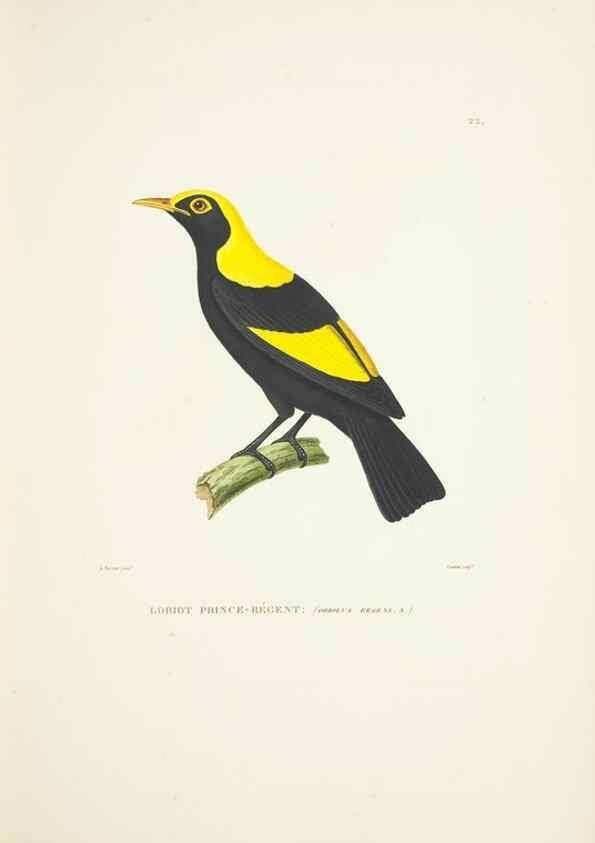 Reproducción/Reproduction 9005719565: Voyage autour du monde :. Paris :Pillet, Aine, Imprimerie royale,1824.