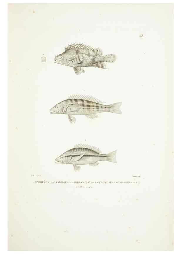 Reproducción/Reproduction 9006942442: Voyage autour du monde :. Paris :Pillet, Aine, Imprimerie royale,1824.