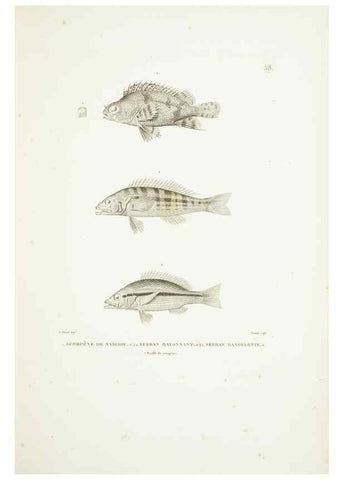 Reproducción/Reproduction 9006942442: Voyage autour du monde :. Paris :Pillet, Aine, Imprimerie royale,1824.