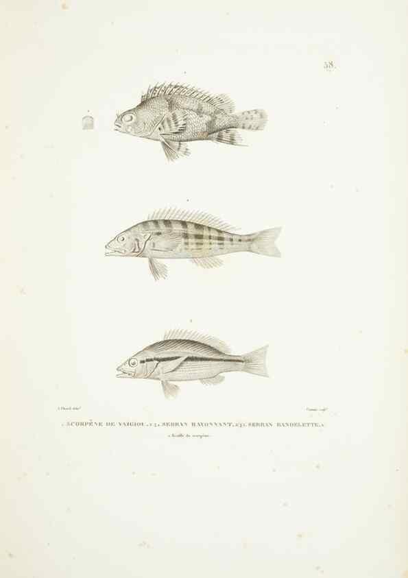 Reproducción/Reproduction 9006942442: Voyage autour du monde :. Paris :Pillet, Aine, Imprimerie royale,1824.