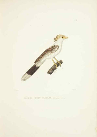 Reproducción/Reproduction 9006905594: Voyage autour du monde :. Paris :Pillet, Aine, Imprimerie royale,1824.
