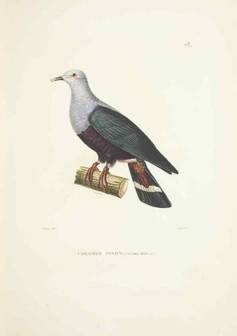 Reproducción/Reproduction 9006908660: Voyage autour du monde :. Paris :Pillet, Aine, Imprimerie royale,1824.