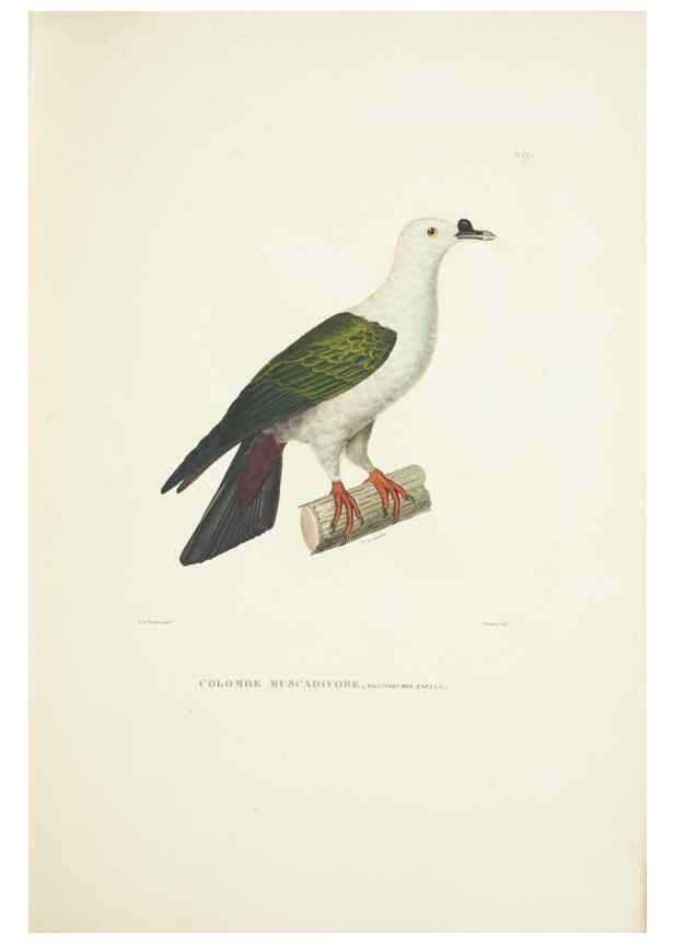 Reproducción/Reproduction 9005729131: Voyage autour du monde :. Paris :Pillet, Aine, Imprimerie royale,1824.