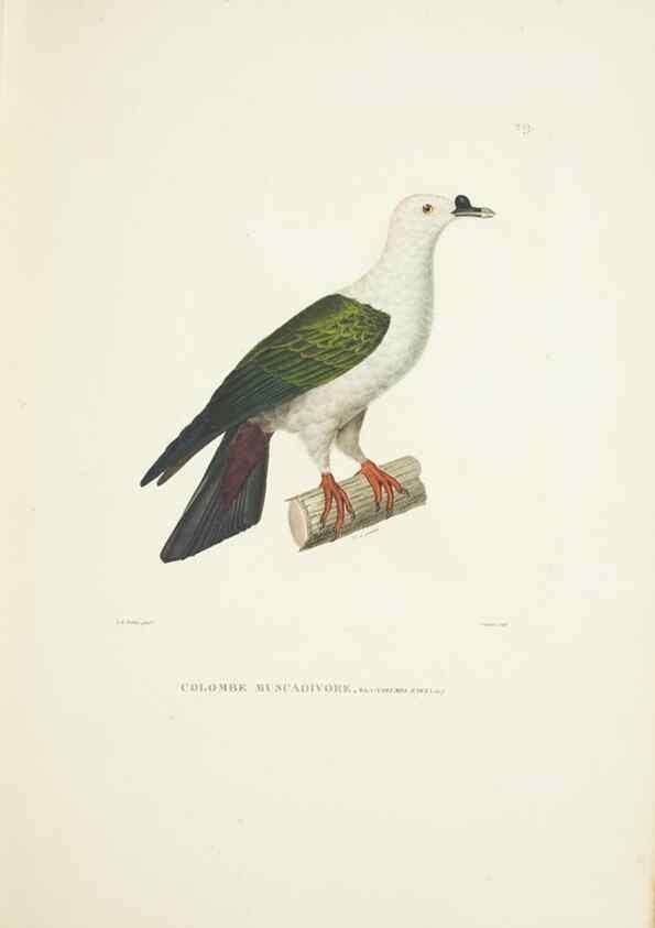 Reproducción/Reproduction 9005729131: Voyage autour du monde :. Paris :Pillet, Aine, Imprimerie royale,1824.
