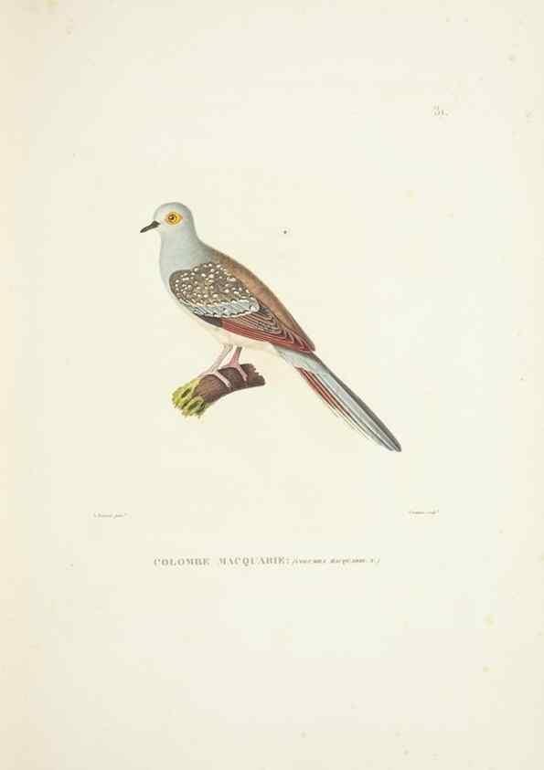 Reproducción/Reproduction 9006911138: Voyage autour du monde :. Paris :Pillet, Aine, Imprimerie royale,1824.