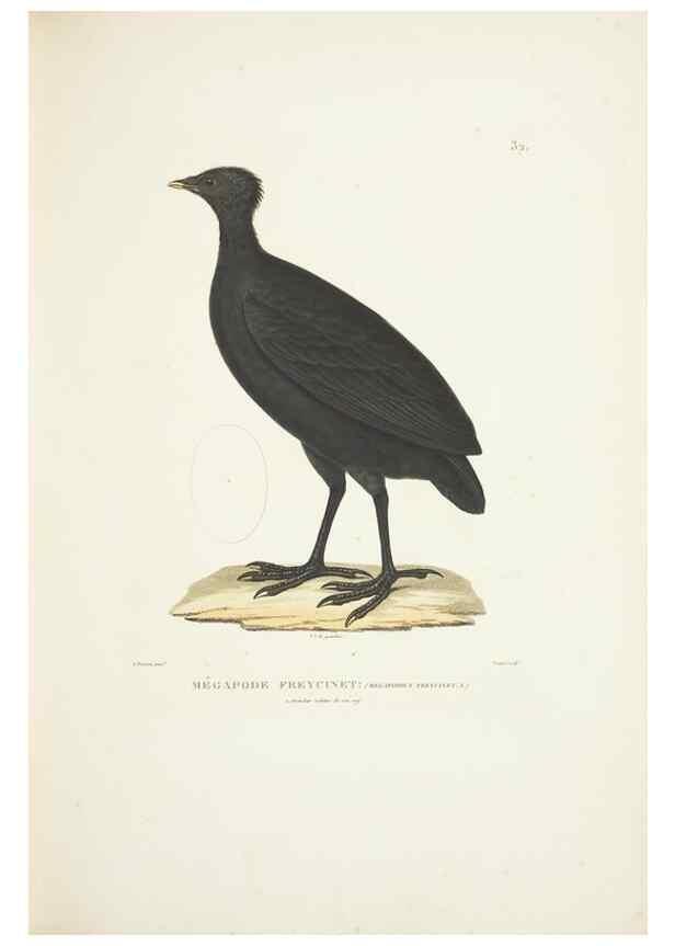 Reproducción/Reproduction 9006912534: Voyage autour du monde :. Paris :Pillet, Aine, Imprimerie royale,1824.