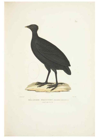Reproducción/Reproduction 9006912534: Voyage autour du monde :. Paris :Pillet, Aine, Imprimerie royale,1824.