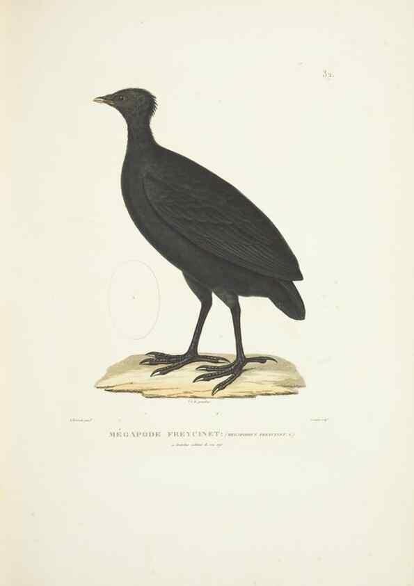 Reproducción/Reproduction 9006912534: Voyage autour du monde :. Paris :Pillet, Aine, Imprimerie royale,1824.