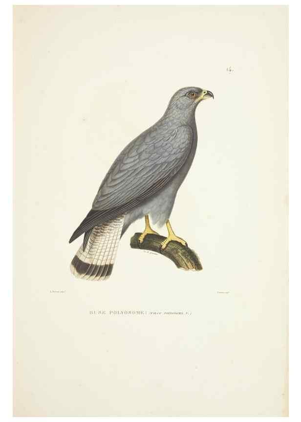 Reproducción/Reproduction 9006892116: Voyage autour du monde :. Paris :Pillet, Aine, Imprimerie royale,1824.