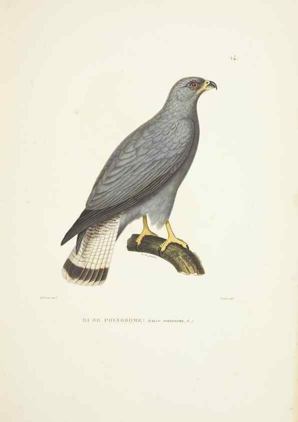 Reproducción/Reproduction 9006892116: Voyage autour du monde :. Paris :Pillet, Aine, Imprimerie royale,1824.