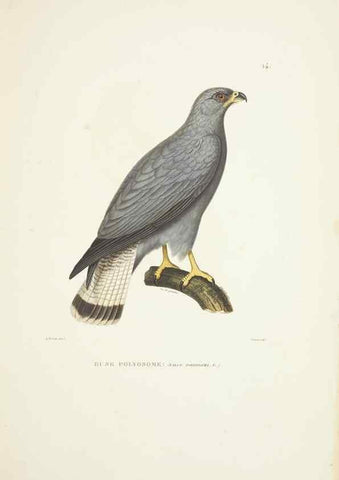 Reproducción/Reproduction 9006892116: Voyage autour du monde :. Paris :Pillet, Aine, Imprimerie royale,1824.