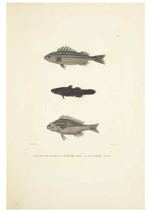 Reproducción/Reproduction 9006944196: Voyage autour du monde :. Paris :Pillet, Aine, Imprimerie royale,1824.