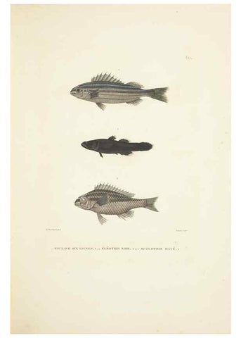 Reproducción/Reproduction 9006944196: Voyage autour du monde :. Paris :Pillet, Aine, Imprimerie royale,1824.