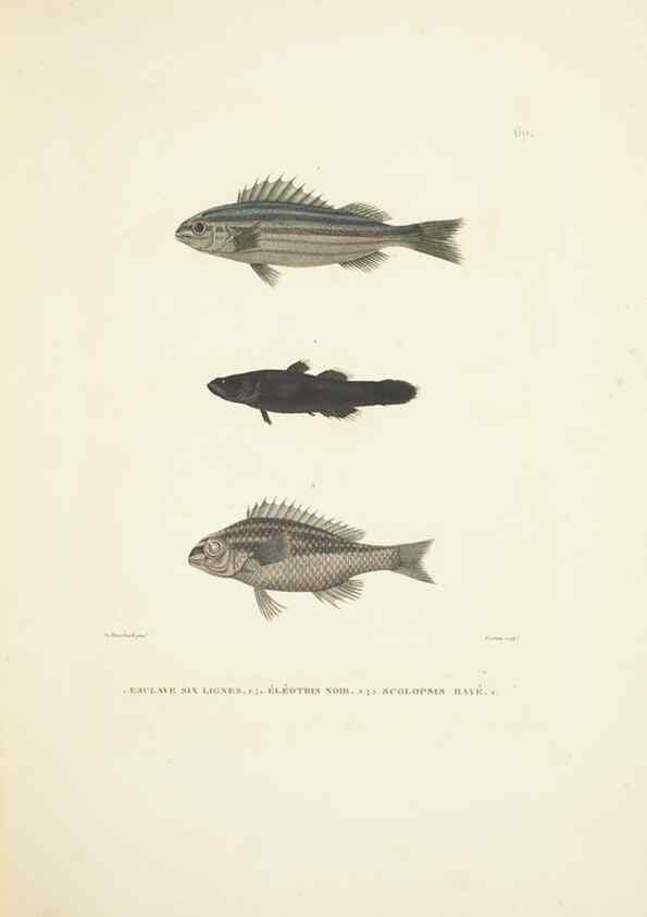 Reproducción/Reproduction 9006944196: Voyage autour du monde :. Paris :Pillet, Aine, Imprimerie royale,1824.