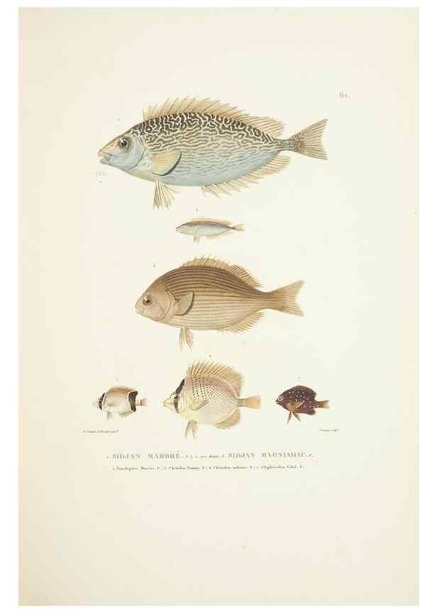 Reproducción/Reproduction 9005765995: Voyage autour du monde :. Paris :Pillet, Aine, Imprimerie royale,1824.