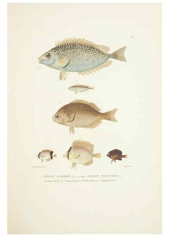 Reproducción/Reproduction 9005765995: Voyage autour du monde :. Paris :Pillet, Aine, Imprimerie royale,1824.