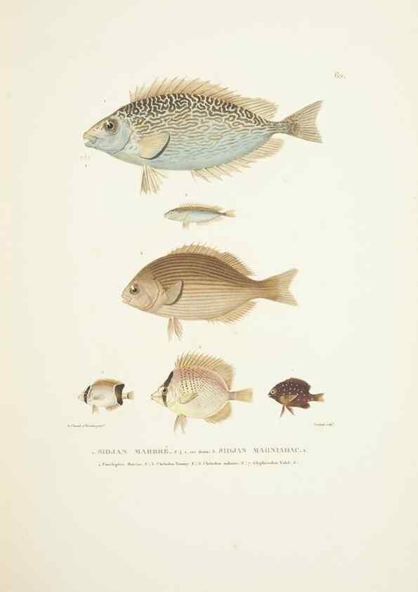 Reproducción/Reproduction 9005765995: Voyage autour du monde :. Paris :Pillet, Aine, Imprimerie royale,1824.