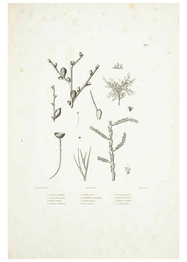 Reproducción/Reproduction 9006978544: Voyage autour du monde :. Paris :Pillet, Aine, Imprimerie royale,1824.