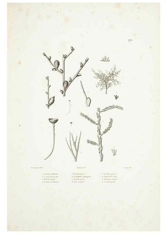 Reproducción/Reproduction 9006978544: Voyage autour du monde :. Paris :Pillet, Aine, Imprimerie royale,1824.