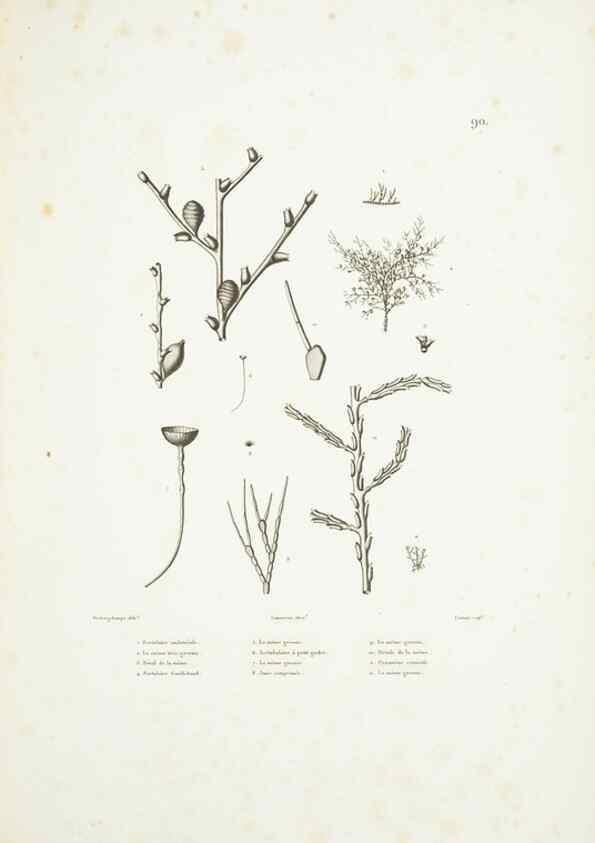 Reproducción/Reproduction 9006978544: Voyage autour du monde :. Paris :Pillet, Aine, Imprimerie royale,1824.