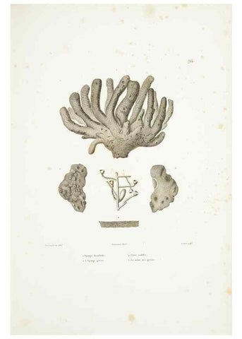 Reproducción/Reproduction 9006981852: Voyage autour du monde :. Paris :Pillet, Aine, Imprimerie royale,1824.