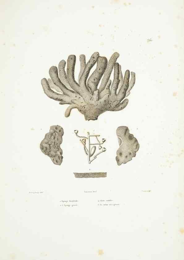 Reproducción/Reproduction 9006981852: Voyage autour du monde :. Paris :Pillet, Aine, Imprimerie royale,1824.