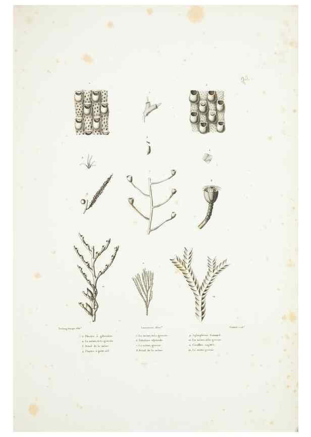 Reproducción/Reproduction 9005801921: Voyage autour du monde :. Paris :Pillet, Aine, Imprimerie royale,1824.