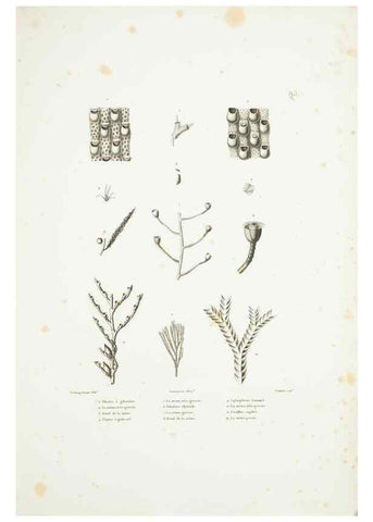 Reproducción/Reproduction 9005801921: Voyage autour du monde :. Paris :Pillet, Aine, Imprimerie royale,1824.