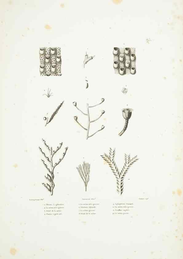 Reproducción/Reproduction 9005801921: Voyage autour du monde :. Paris :Pillet, Aine, Imprimerie royale,1824.