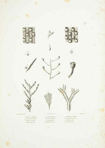 Reproducción/Reproduction 9005801921: Voyage autour du monde :. Paris :Pillet, Aine, Imprimerie royale,1824.