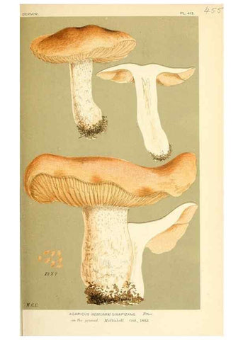 Reproducción/Reproduction 9015113215: Illustrations of British Fungi (Hymenomycetes), to serve as an atlas to the ""Handbook of British Fungi"".. LondonWilliams and Norgate1881-91