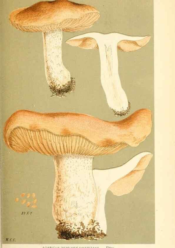 Reproducción/Reproduction 9015113215: Illustrations of British Fungi (Hymenomycetes), to serve as an atlas to the ""Handbook of British Fungi"".. LondonWilliams and Norgate1881-91