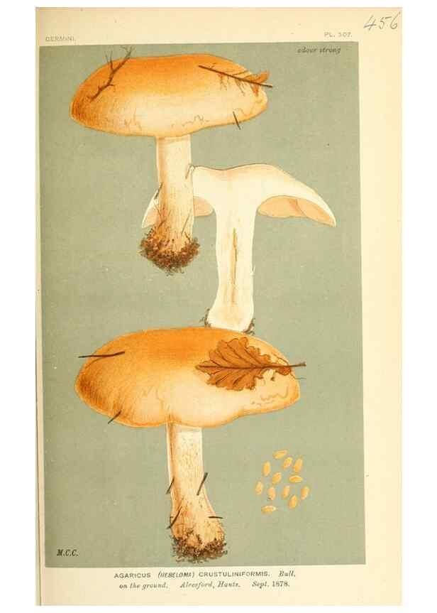 Reproducción/Reproduction 9016305542: Illustrations of British Fungi (Hymenomycetes), to serve as an atlas to the ""Handbook of British Fungi"".. LondonWilliams and Norgate1881-91