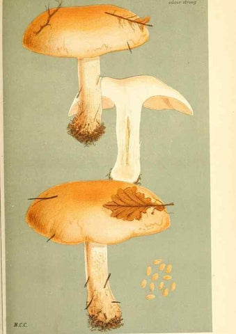 Reproducción/Reproduction 9016305542: Illustrations of British Fungi (Hymenomycetes), to serve as an atlas to the ""Handbook of British Fungi"".. LondonWilliams and Norgate1881-91
