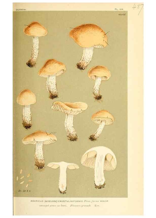 Reproducción/Reproduction 9015115833: Illustrations of British Fungi (Hymenomycetes), to serve as an atlas to the ""Handbook of British Fungi"".. LondonWilliams and Norgate1881-91