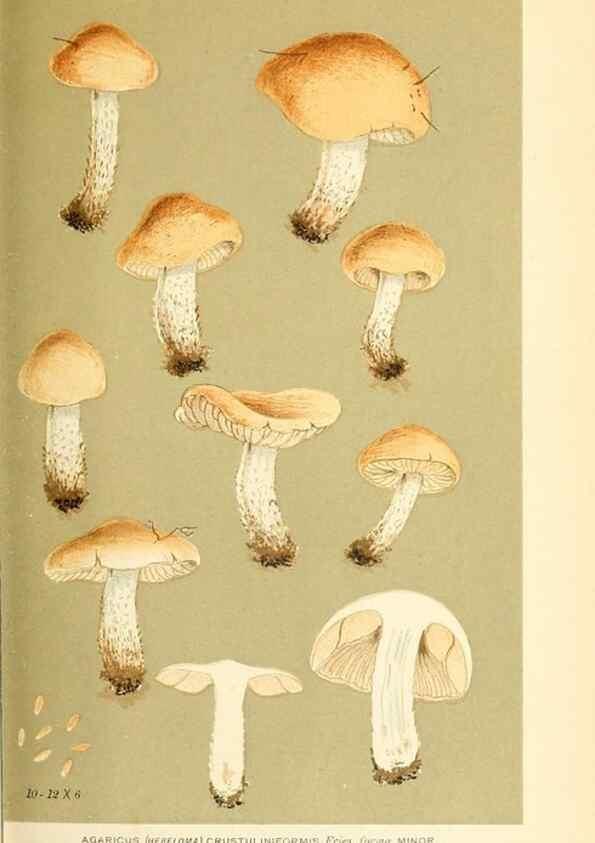 Reproducción/Reproduction 9015115833: Illustrations of British Fungi (Hymenomycetes), to serve as an atlas to the ""Handbook of British Fungi"".. LondonWilliams and Norgate1881-91