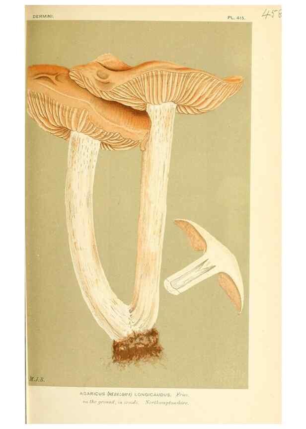 Reproducción/Reproduction 9015117277: Illustrations of British Fungi (Hymenomycetes), to serve as an atlas to the ""Handbook of British Fungi"".. LondonWilliams and Norgate1881-91
