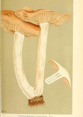 Reproducción/Reproduction 9015117277: Illustrations of British Fungi (Hymenomycetes), to serve as an atlas to the ""Handbook of British Fungi"".. LondonWilliams and Norgate1881-91