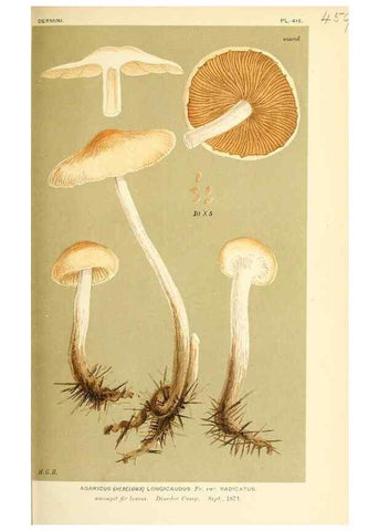 Reproducción/Reproduction 9015118455: Illustrations of British Fungi (Hymenomycetes), to serve as an atlas to the ""Handbook of British Fungi"".. LondonWilliams and Norgate1881-91