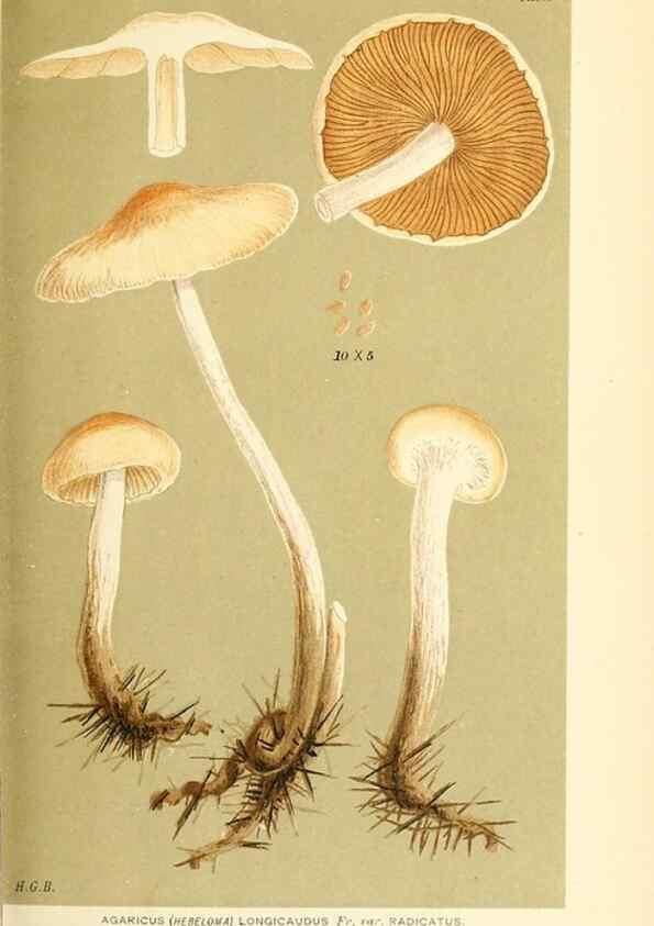 Reproducción/Reproduction 9015118455: Illustrations of British Fungi (Hymenomycetes), to serve as an atlas to the ""Handbook of British Fungi"".. LondonWilliams and Norgate1881-91