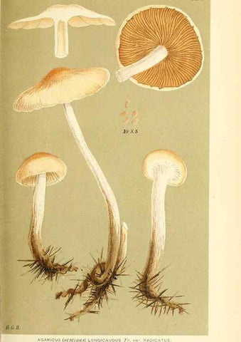 Reproducción/Reproduction 9015118455: Illustrations of British Fungi (Hymenomycetes), to serve as an atlas to the ""Handbook of British Fungi"".. LondonWilliams and Norgate1881-91
