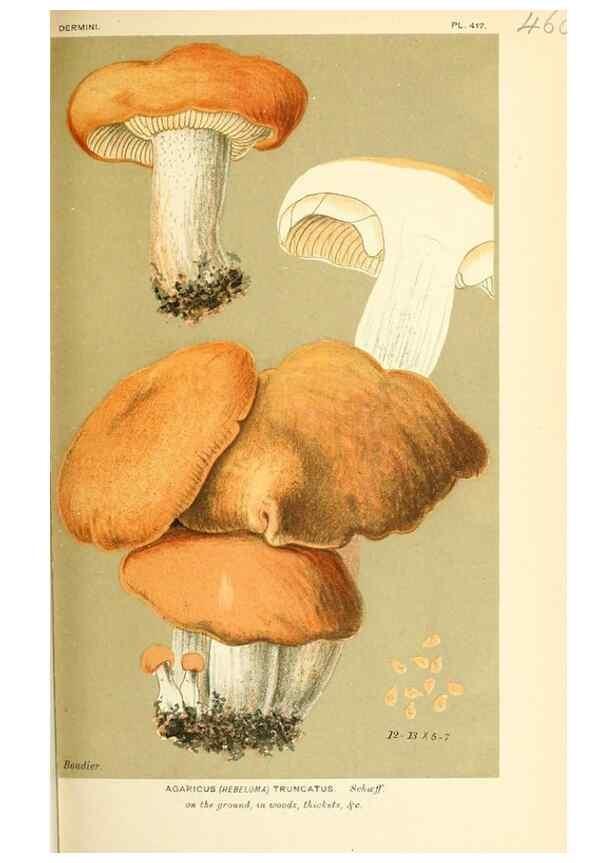 Reproducción/Reproduction 9016310704: Illustrations of British Fungi (Hymenomycetes), to serve as an atlas to the ""Handbook of British Fungi"".. LondonWilliams and Norgate1881-91