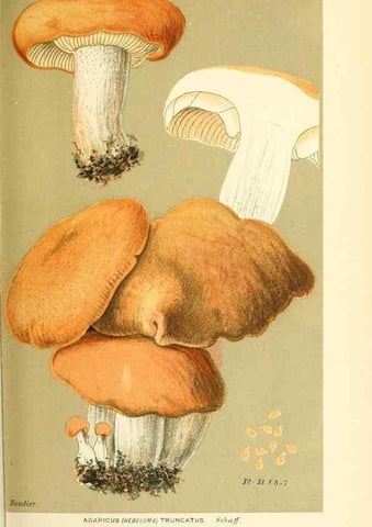 Reproducción/Reproduction 9016310704: Illustrations of British Fungi (Hymenomycetes), to serve as an atlas to the ""Handbook of British Fungi"".. LondonWilliams and Norgate1881-91