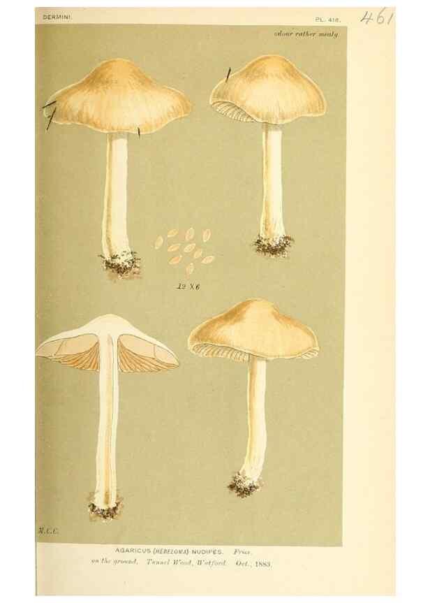 Reproducción/Reproduction 9016311900: Illustrations of British Fungi (Hymenomycetes), to serve as an atlas to the ""Handbook of British Fungi"".. LondonWilliams and Norgate1881-91