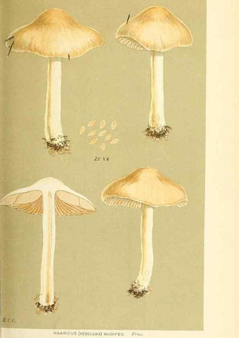 Reproducción/Reproduction 9016311900: Illustrations of British Fungi (Hymenomycetes), to serve as an atlas to the ""Handbook of British Fungi"".. LondonWilliams and Norgate1881-91