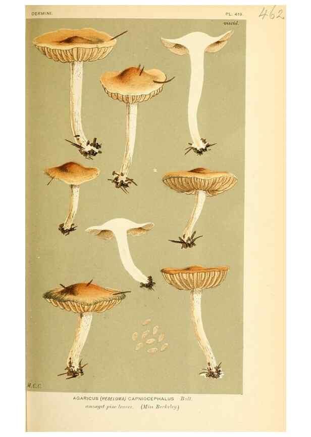 Reproducción/Reproduction 9016313520: Illustrations of British Fungi (Hymenomycetes), to serve as an atlas to the ""Handbook of British Fungi"".. LondonWilliams and Norgate1881-91