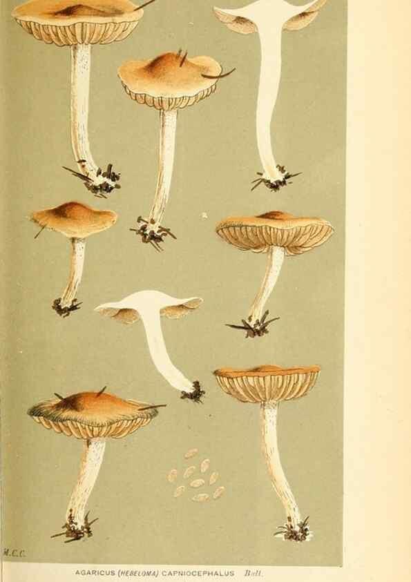 Reproducción/Reproduction 9016313520: Illustrations of British Fungi (Hymenomycetes), to serve as an atlas to the ""Handbook of British Fungi"".. LondonWilliams and Norgate1881-91
