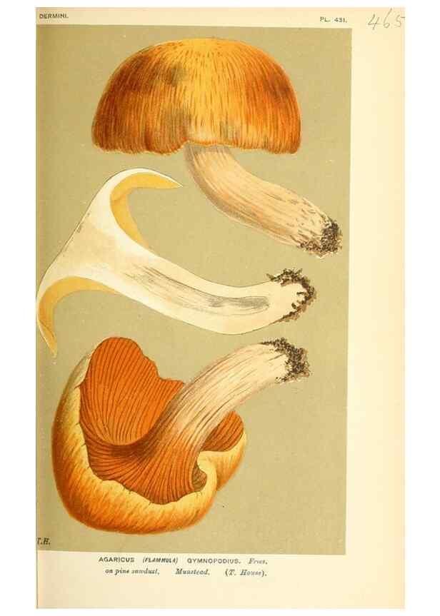 Reproducción/Reproduction 9016317516: Illustrations of British Fungi (Hymenomycetes), to serve as an atlas to the ""Handbook of British Fungi"".. LondonWilliams and Norgate1881-91