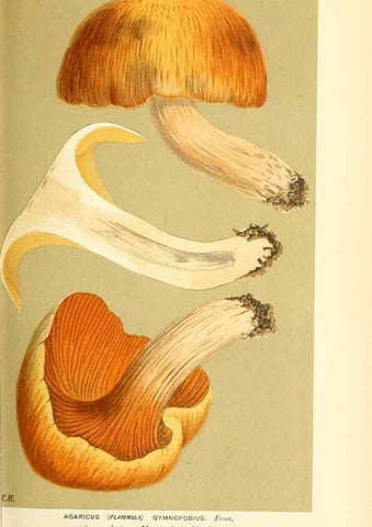 Reproducción/Reproduction 9016317516: Illustrations of British Fungi (Hymenomycetes), to serve as an atlas to the ""Handbook of British Fungi"".. LondonWilliams and Norgate1881-91
